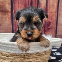 Koda - Blue and gold male Yorkshire Terrier puppy in Monticello, Iowa from Ashley’s Puppies