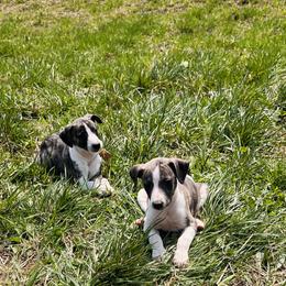 Whippet Puppies from Hertzog  Whippets