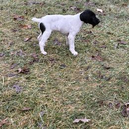 2nd Pick of Black and White Male pup - Black and white male German Shorthaired Pointer puppy in Freeport, Illinois from Rock Hollow Retrievers