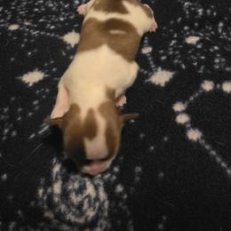 Chocolate spotted on white - Chocolate and white female Chihuahua puppy in Clarksville, Indiana from Fabulous little paws