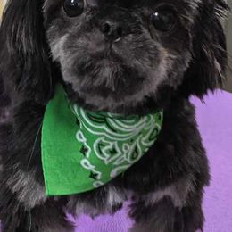 Shih Tzus from Southern Breeze Shih-Tzus