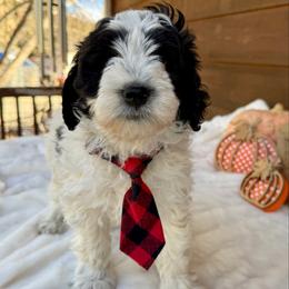 Bramble - Green Collar - Black and white male Bernedoodle puppy in Buena Vista, Colorado from Mountain Poppy Bernedoodles