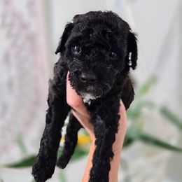 Nestle - Black female Goldendoodle puppy in Leander, Texas from Doodle Doula
