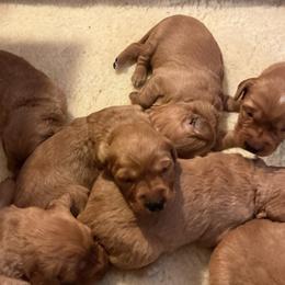 Girl 5 - Dark golden female Golden Retriever puppy in Groton, New York from Thornfield Farm Goldens