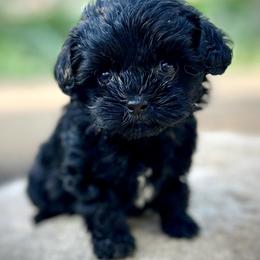 Cavapoo Puppies from Kelly Brooks