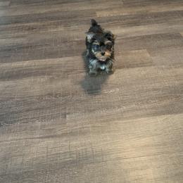 Yorkshire Terrier Puppies from Missy Lu Lap Puppies
