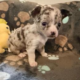 Gucci (tiny runt) AKC - Merle female Chihuahua puppy in Seneca, Missouri from Stephanie’s Puppy Colony