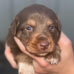 Ruby - Red tri female Miniature Australian Shepherd puppy in Friend, Nebraska from Mid-Plains Mini Aussies