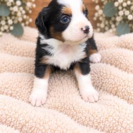 Cricket - Black tri male Miniature Australian Shepherd puppy in Oroville, California from Diamond Arrow Aussies