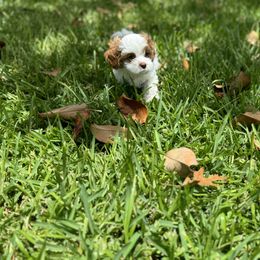 Cavapoo and Shihpoo Puppies from Haus of Doodles
