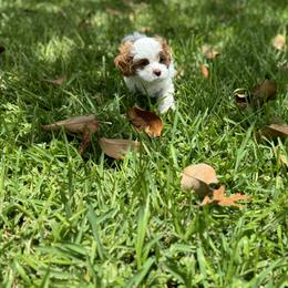 Cavapoo and Shihpoo Puppies from Haus of Doodles