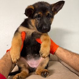 Girl 6th pick - Black and red female German Shepherd puppy in Hollis Center, Maine from Noble German Shepherds of Maine