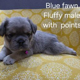 Teddy - Blue fawn male French Bulldog puppy in Grand Junction, Colorado from Elisabeth's Frenchies