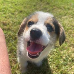 Black girl - Black and tan female Pembroke Welsh Corgi puppy in Adairsville, Georgia from R&R Corgis