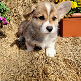 Pluto - Red male Pembroke Welsh Corgi puppy in Gulf Breeze, Florida from Cajun Creek's