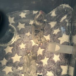 French Bulldog Puppies from Fancy Lil Frenchies