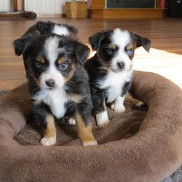 Blue - Black tri male Miniature Australian Shepherd puppy in Osceola Mills, Pennsylvania from Grace River Aussies