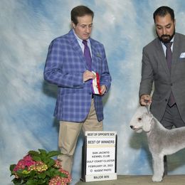 Wendy - Bedlington Terrier