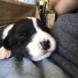 Cardigan Welsh Corgi Puppies from Liberty Valley Farm