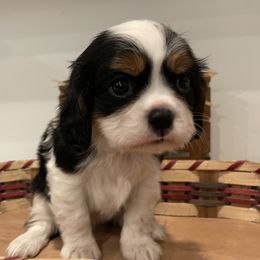 Cavalier King Charles Spaniel Puppies from Ridgefield Cavaliers