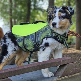 Australian Shepherd Puppies from Mountain Ridge Aussies