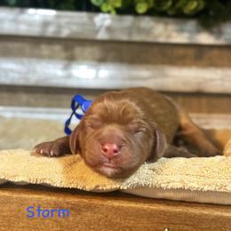 Storm - Ruby male Cavalier King Charles Spaniel puppy in El Campo, Texas from Longhorn Cavaliers