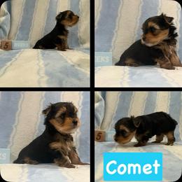 Comet - Black and tan male Yorkshire Terrier puppy in Union, Kentucky from Samantha's Yorkshire Terriers