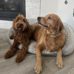 Cavapoo, Goldendoodle, and Poodle All Grown Up from Dlm_doodles