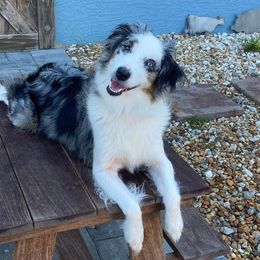 Savvy - Miniature Australian Shepherd