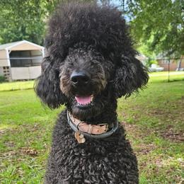 Pepper - Poodle