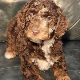 Mr Knightley -Jane Austen litter - Tri-color male Labradoodle puppy in Phelan, California from Family Doodles