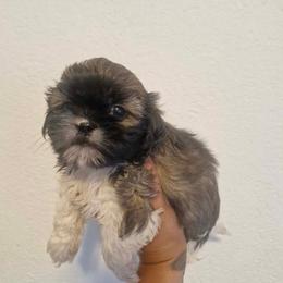 Pluto - Silver gold and white male Shih Tzu puppy in Monrovia, California from Sunrise Shihtzu Blossom