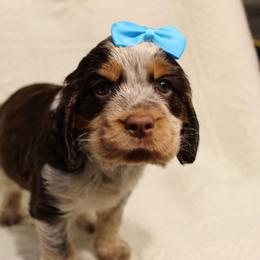 English Springer Spaniel Puppies from Mossy Creek Springers