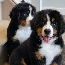 Bernese Mountain Dog and Pembroke Welsh Corgi Puppies from Highland Meadows