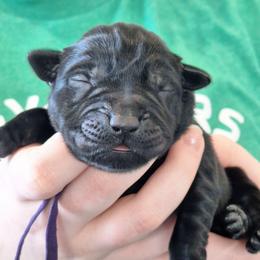 Call Me - Black female Labrador Retriever puppy in Martinsburg, West Virginia from Fetching Labrador Retrievers