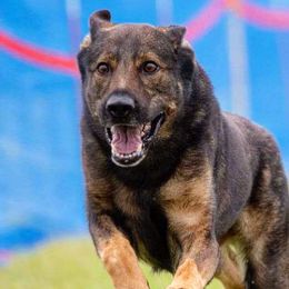 Belgian Malinois and German Shepherds from vd Hunde der neuen Äre