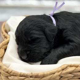 Cranberry - Pepper and salt female Giant Schnauzer puppy in Collinsville, Mississippi from Hillside Kennels