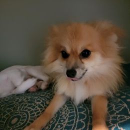 Ari - Pomeranian
