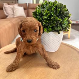 Carolina - Red  female Goldendoodle puppy in Alamance County, North Carolina from Doodle Squad Puppies