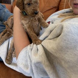 Goldendoodle Puppies from Fenna’s Goldendoodles