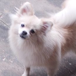 Pomeranians from K Dot Poms