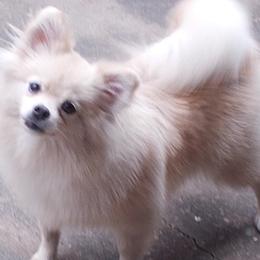 Pomeranians from K Dot Poms