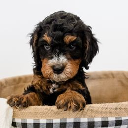 Bernedoodles from San Tan Mini Doodles