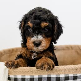 Bernedoodles from San Tan Mini Doodles