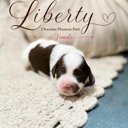 Liberty - Tri-color female Australian Labradoodle puppy in Taylor, Michigan from Mi Best Doodle Ever, LLC