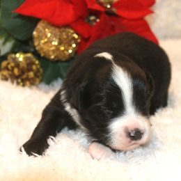 Solar - Black & white male Miniature Australian Shepherd puppy in Ionia, Iowa from Sapphire Stables