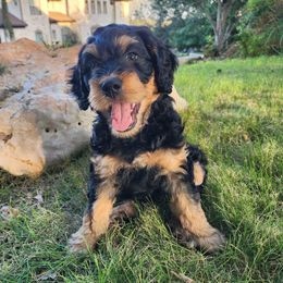 Hoku (Orange) - Phantom female Bernedoodle puppy in Austin, Texas from Aloha Bernedoodles of Austin