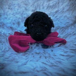 Blade - Black male Poodle puppy in Tampa, Florida from Designer Puppy Boutique