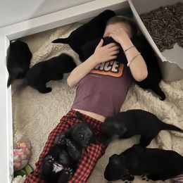 Labrador Retriever Puppies from Edgewood Farm Kennel