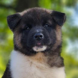 Flyte - Fawn female Akita puppy in Chillicothe, Missouri from TLC Akitas